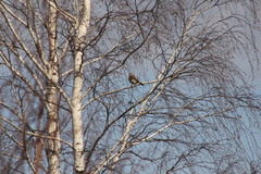 Turdus pilaris