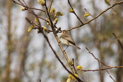 Phylloscopus collybita