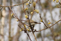Phylloscopus collybita