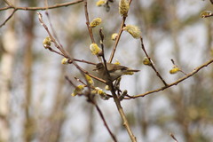 Phylloscopus collybita