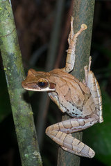 Osteocephalus planiceps