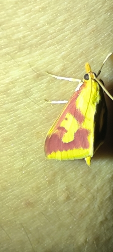 Ostrinia palustralis