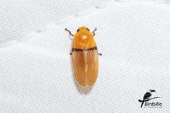 Monecphora cingulata
