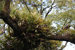 Pinalia ovata