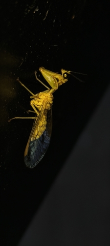 Mantispilla japonica