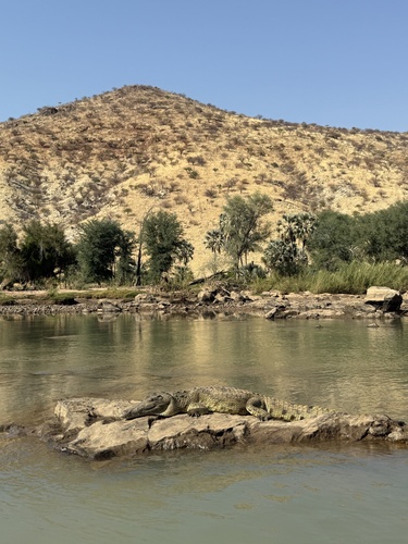 Nile Crocodile