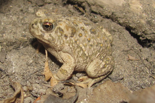 Arroyo Toad