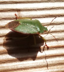 Palomena prasina