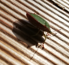 Palomena prasina