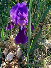 Iris lutescens