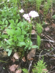 Valeriana dioica