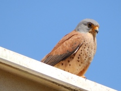 Falco naumanni