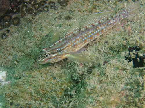 Bridled goby (Coryphopterus glaucofraenum) — Gobiidae — 5