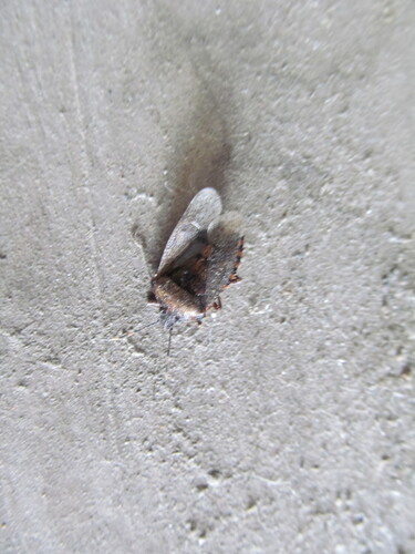 Mottled Stink Bug photo 5