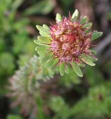 Coris monspeliensis