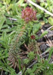 Coris monspeliensis, photograph (c) Lídia Carrera, some rights reserved (CC BY)