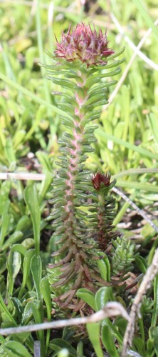 Coris monspeliensis, photograph 3