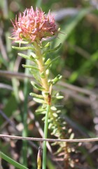 Coris monspeliensis, photograph (c) Lídia Carrera, some rights reserved (CC BY)