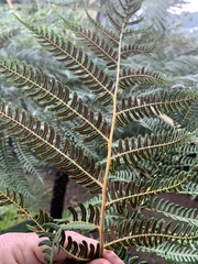 Cyathea milnei