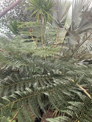 Cyathea milnei