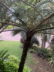 Cyathea milnei