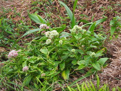 Eupatorium kiirunense