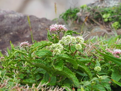 Eupatorium kiirunense