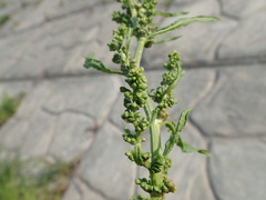 Rumex