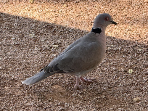 Mourning Collared Dove