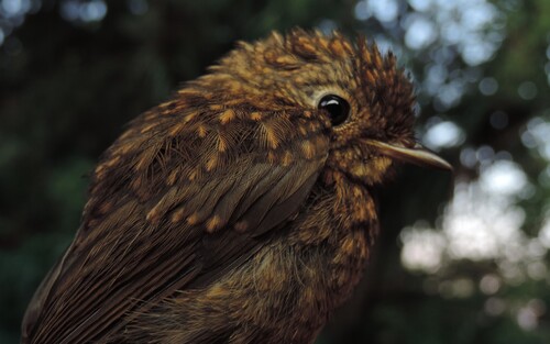 European Robin