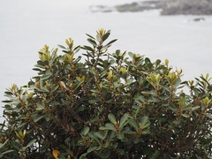 Planchonella obovata