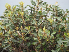 Planchonella obovata