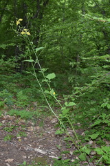 Lapsana communis intermedia