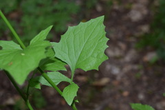 Lapsana communis intermedia
