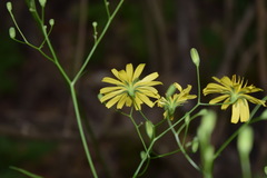 Lapsana communis intermedia