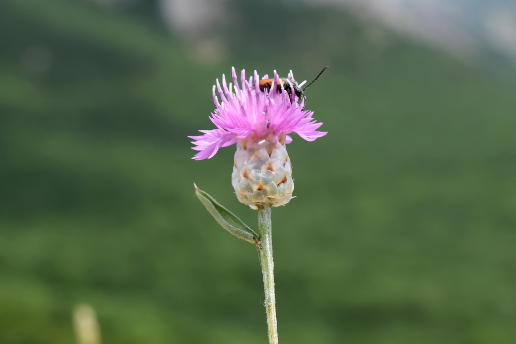 Centaurea sarandinakiae