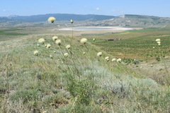 Rhaponticoides taliewii