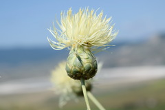 Rhaponticoides taliewii