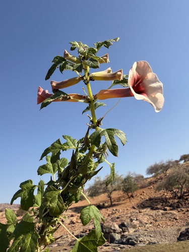Apricot Djirrie