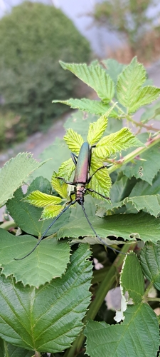Moschusbock