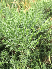 Ericameria ericoides