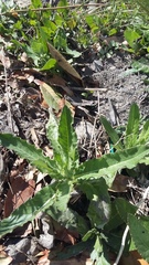 Cirsium arvense vestitum