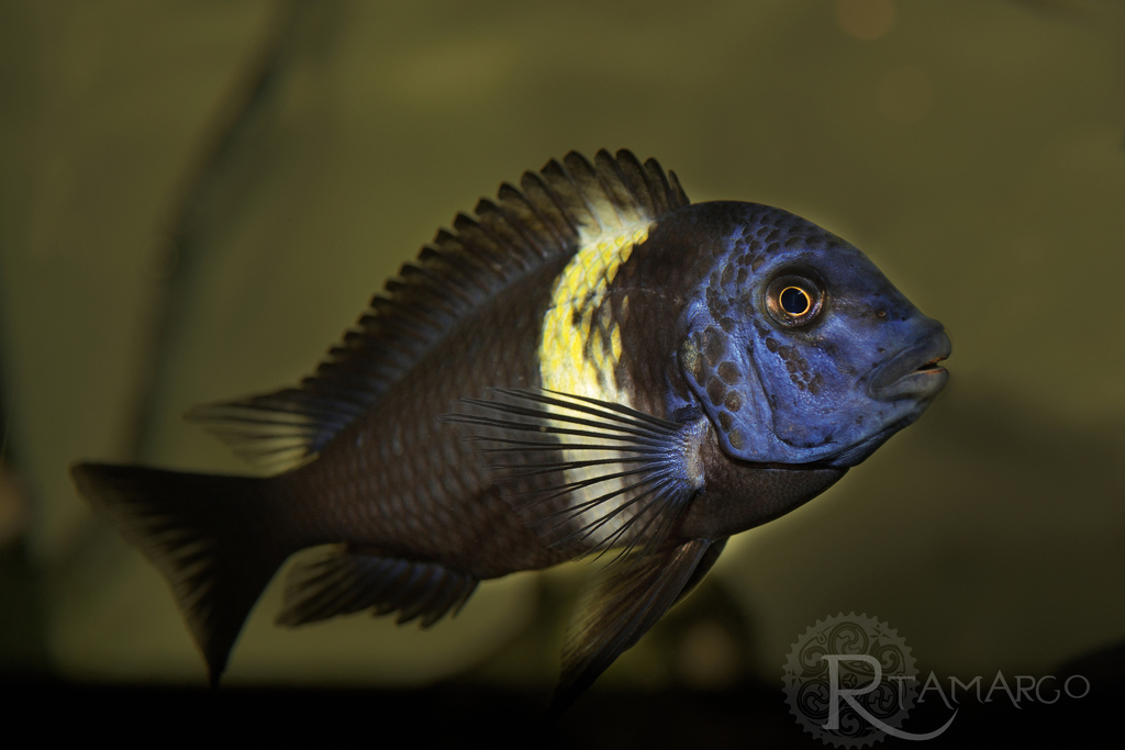 White-Spotted Cichlid