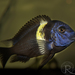 Duboisi Cichlid - Photo (c) Nebur AT, some rights reserved (CC BY-NC), uploaded by Nebur AT