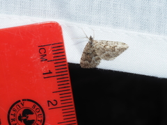 Xanthorhoe xanthospila