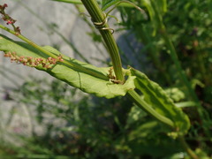 Rumex acetosa