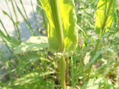 Rumex acetosa