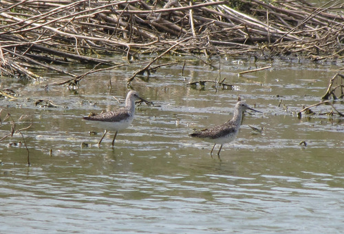 iNaturalist: (c) Natalya Andreyenkova, some rights reserved (CC BY-NC), uploaded by Natalya Andreyenkova iNaturalist image