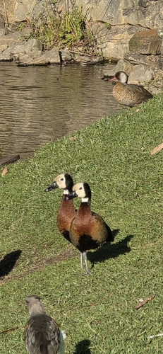 iNaturalist image