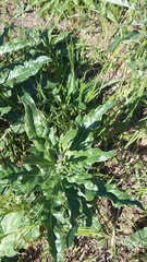 Cirsium arvense vestitum